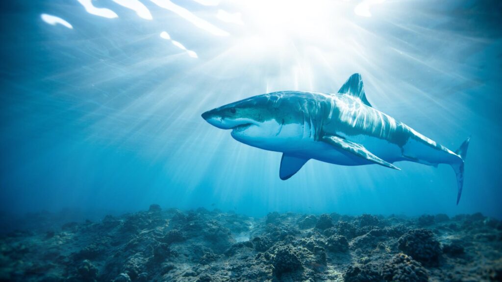 The Great White Shark 20 Facts Reproduction Habitat Size Diet The Great White Shark 20 Facts Reproduction Habitat Size Diet