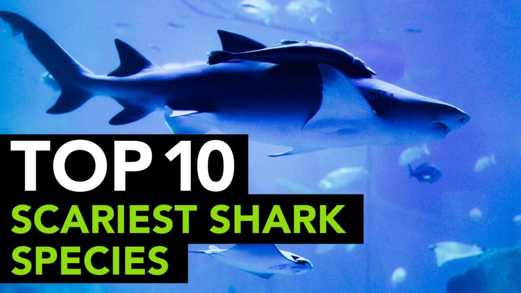 Top 10 Scariest Shark Species Sharksinfo