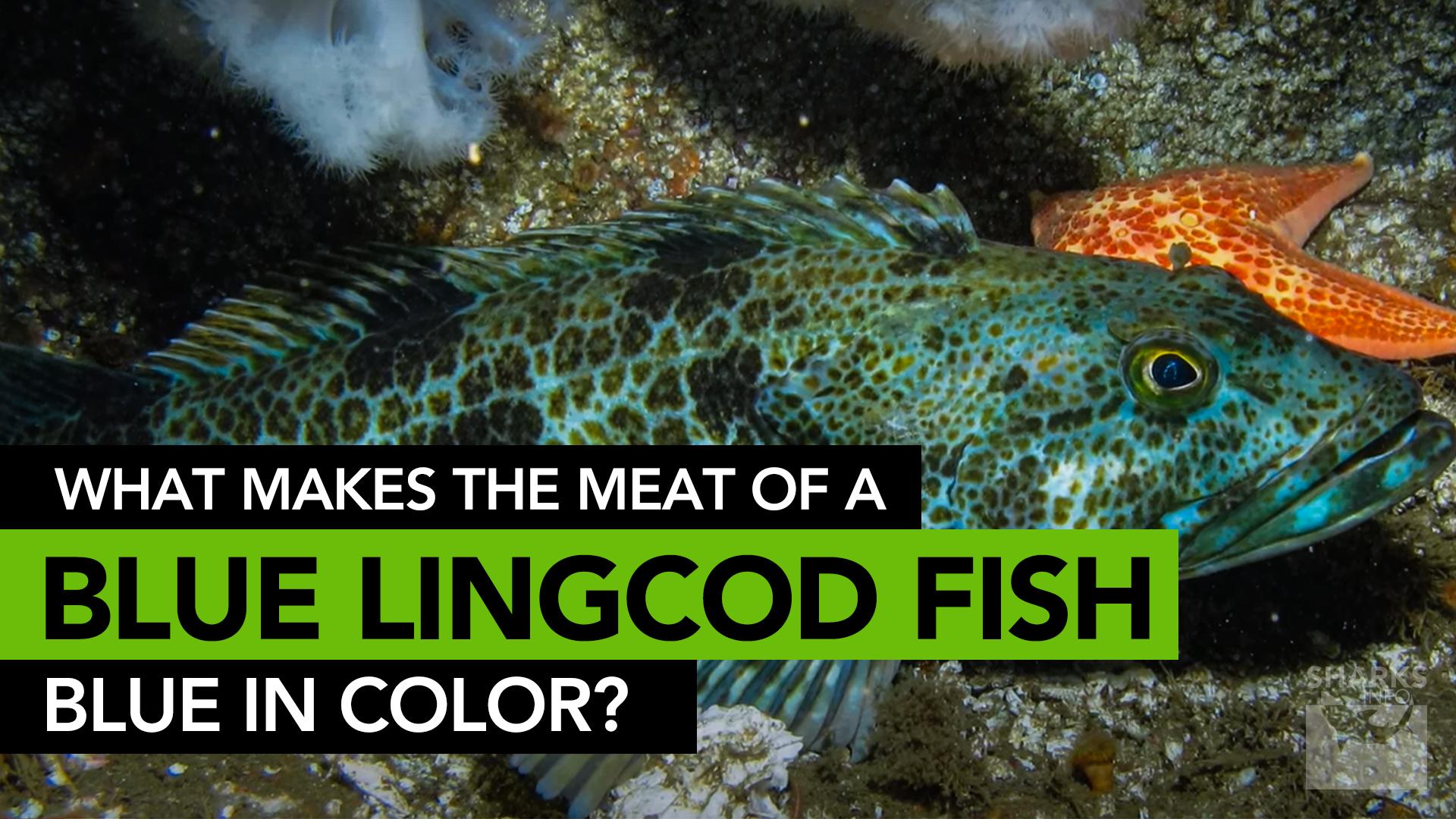 What Makes The Meat Of A Lingcod Fish Blue In Color Sharksinfo