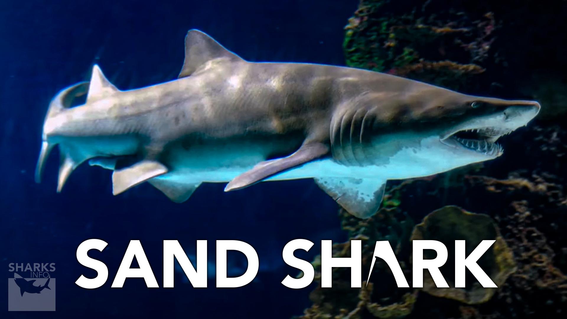 The Sand Shark Species Profile Sharksinfo