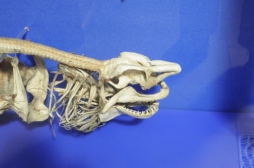 Oxford: Shark Skeleton Detail
