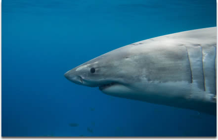 Image of A large Great White Shark stares toward the camera in waters off Port Lincoln in South Australia
