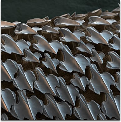 Image of a high magnification of sharks skin