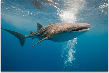 Image of a Whale Shark
