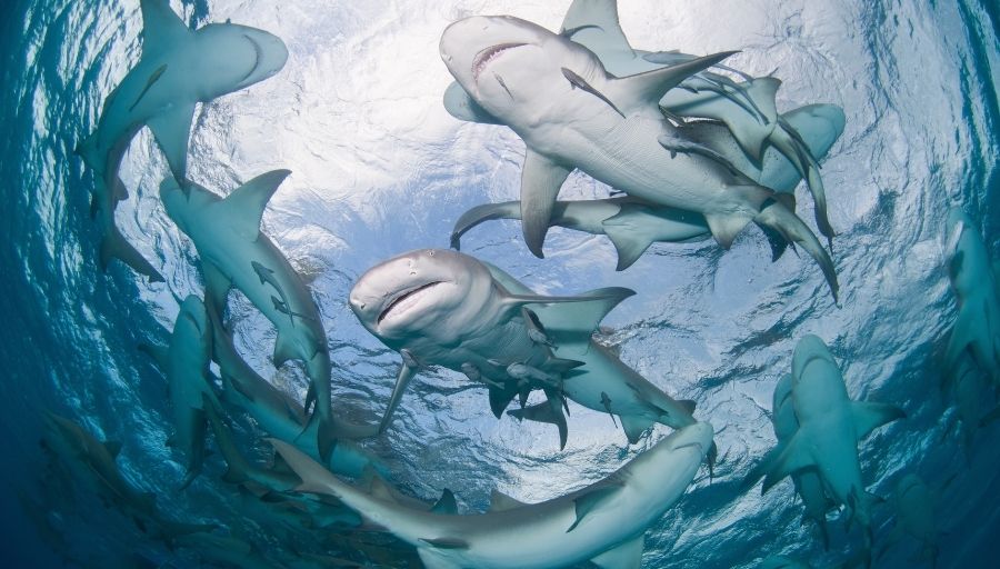 group of sharks
