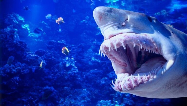 Do Sharks Have Tongues? - sharksinfo.com