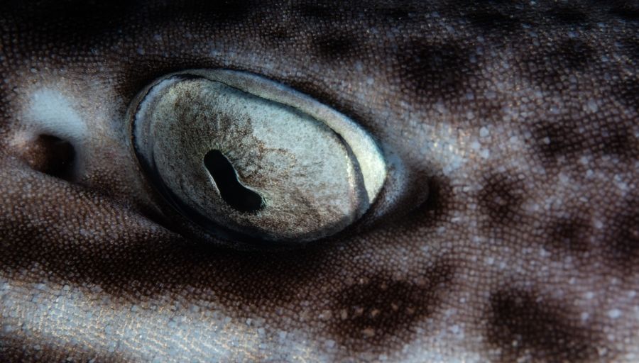 Close up of the eye of a Coral Cat Shark
