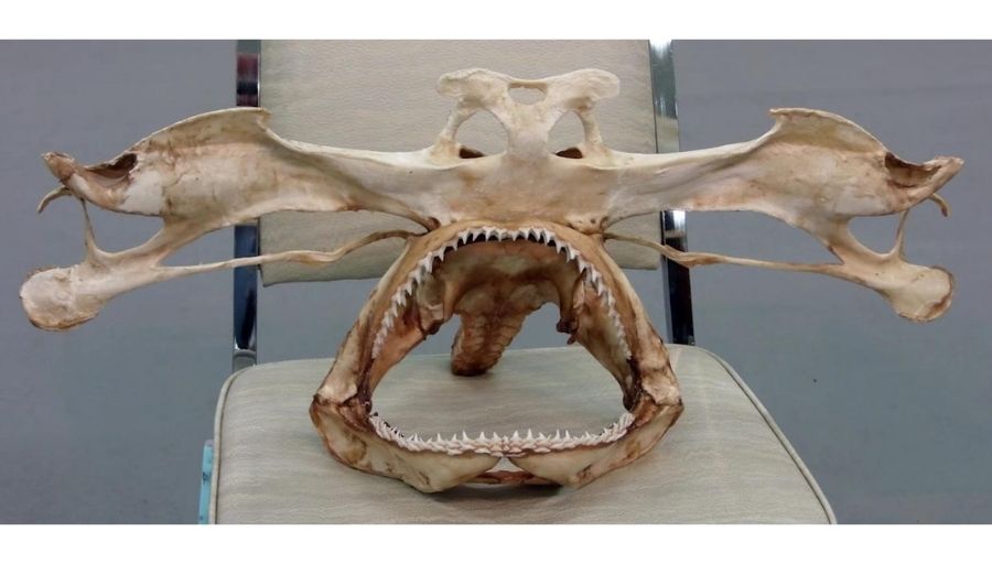 winghead shark skull