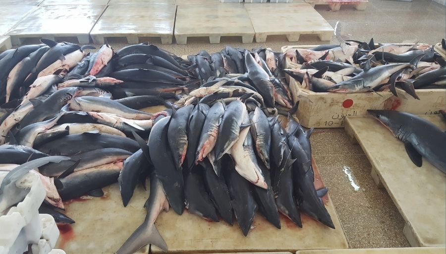 Dead Sharks ready for consumption