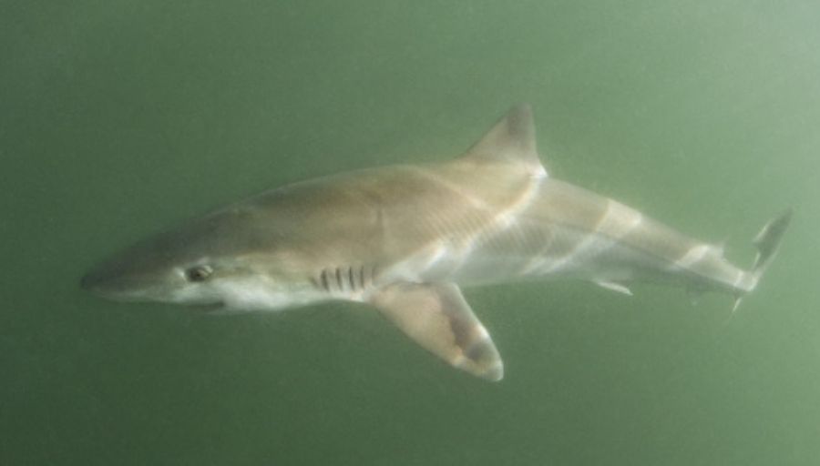soupfin shark