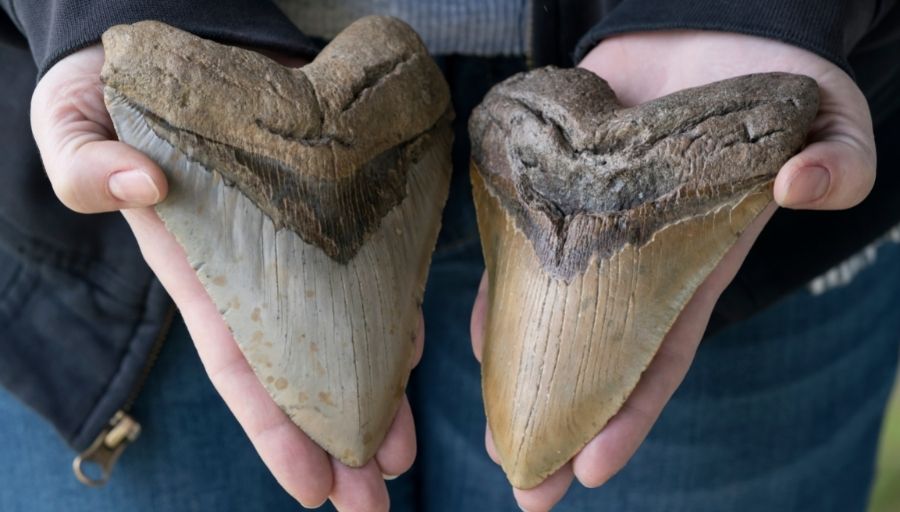 Evolutionary Evidence Of Megalodon Tooth