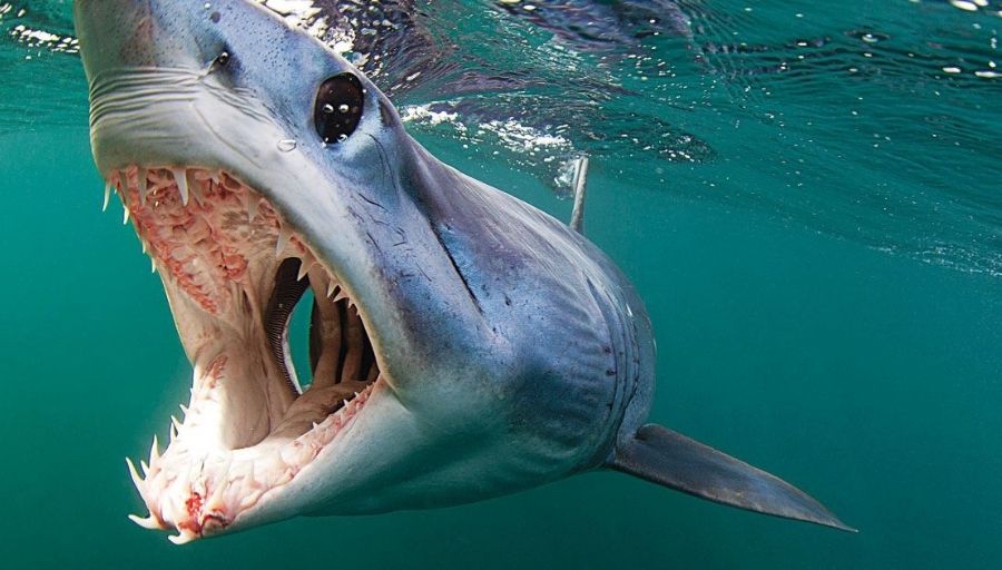 longfin mako shark teeth