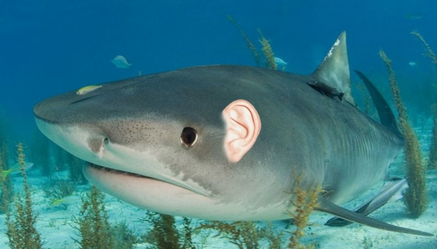 A Shark With Ears