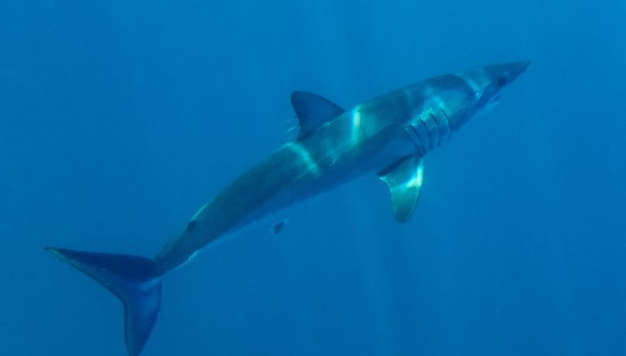 Mako Shark Pictures