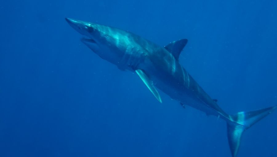 Mako Shark Pictures