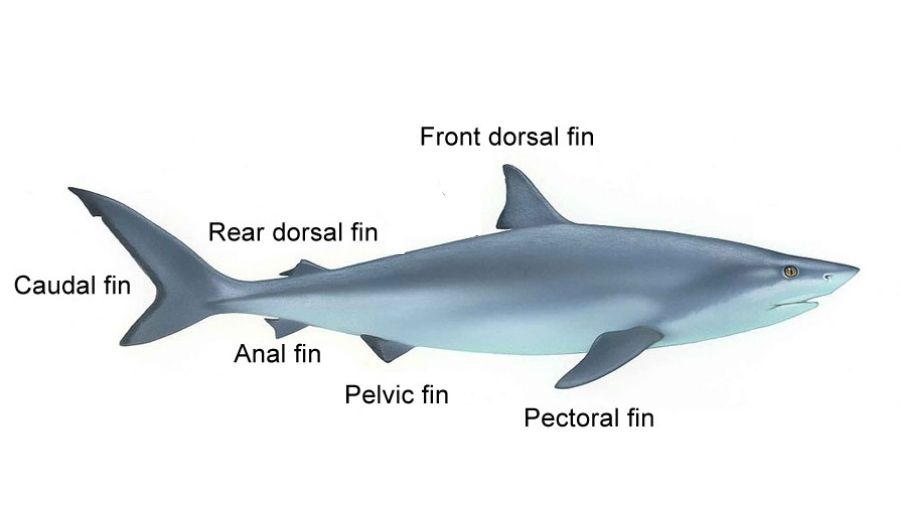 Shark Fin Visualisation