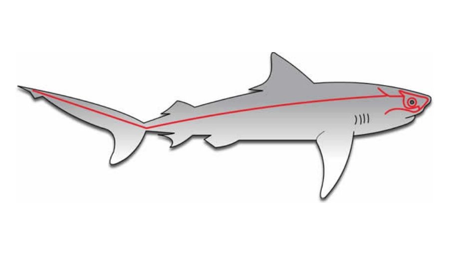 Shark Lateral Line