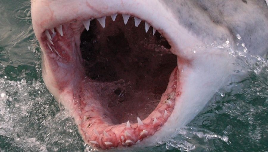 shark teeth facts