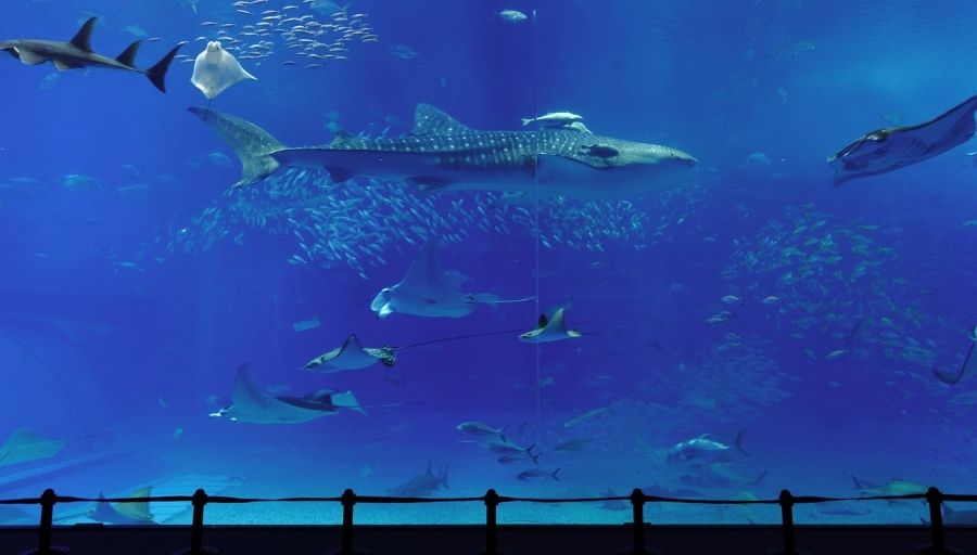 Sharks In Captivity