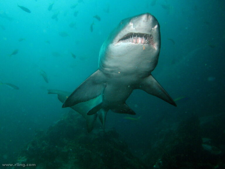 What Happens To a Shark When It Is Upside Down