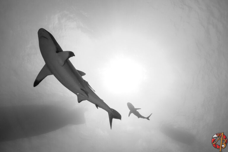 How Far Can Sharks Smell Blood? – sharksinfo.com