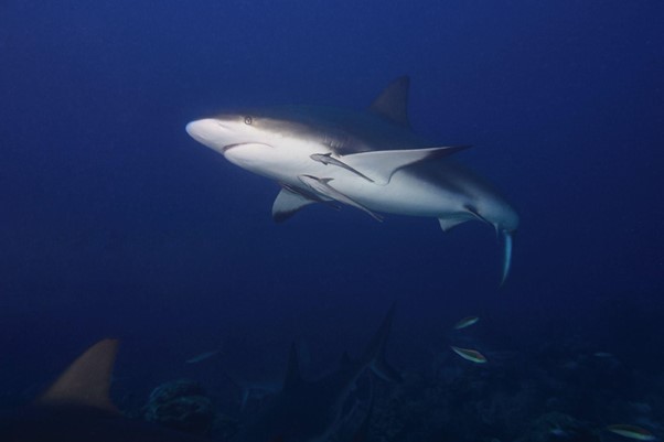 How Much Do Sharks Eat? – sharksinfo.com