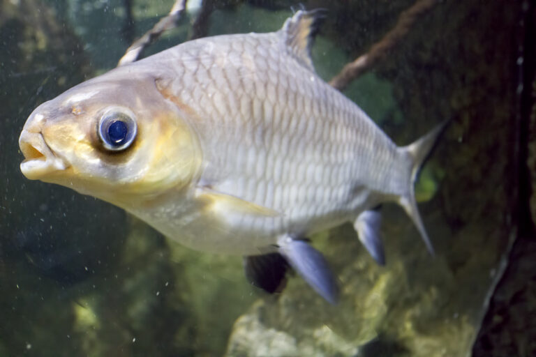 How big do Bala Shark Get