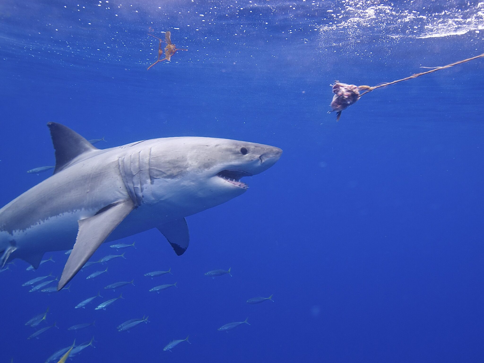  Why Don t Aquariums Have Great White Sharks Sharksinfo