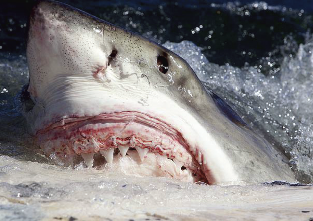 What are the Predators of Sharks – sharksinfo.com