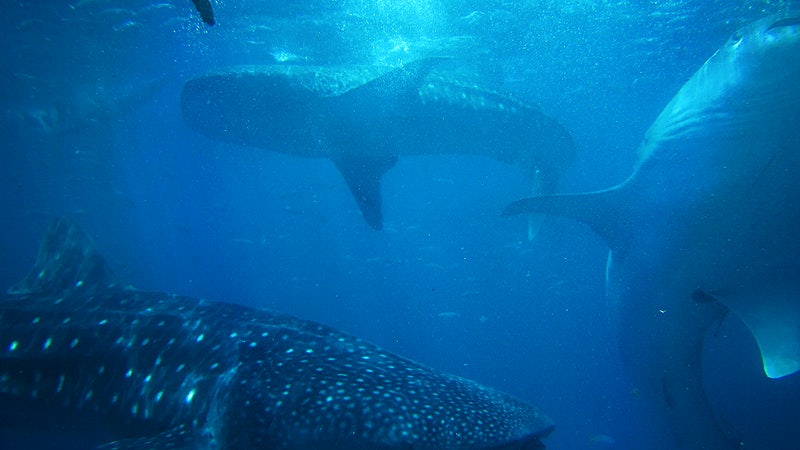 Underwater shot of sharks swimming at Oslob Whale Shark Watching. Original public domain image from Wikimedia Commons