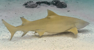Where Do Lemon Sharks Live – sharksinfo.com