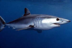 How Fast Can Mako Shark Swim? – sharksinfo.com