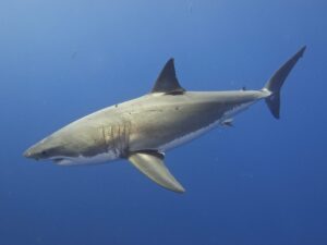 What is the Lifespan of Great White Shark – sharksinfo.com