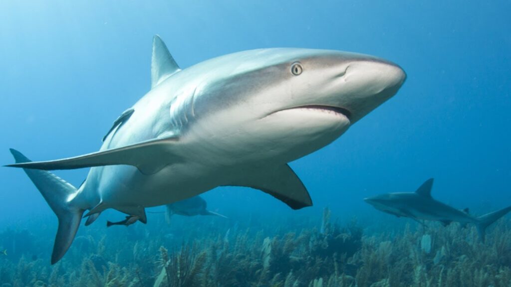 How Many Whale Sharks Are at the Aquarium