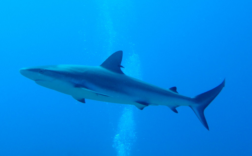LongFin Mako Shark