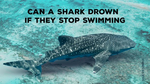 Can a Shark Drown if They Stop Swimming? - sharksinfo.com