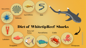Whitetip Reef Shark - sharksinfo.com