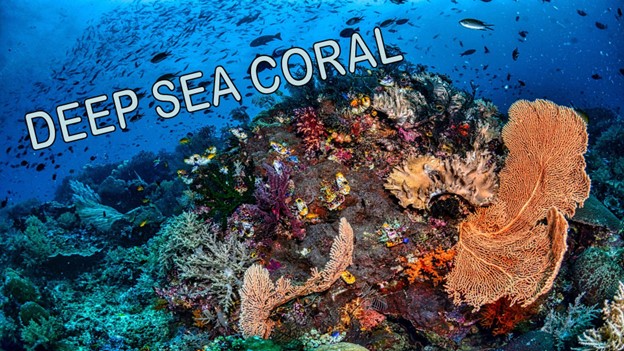 What are the Different Types of Coral? Names and Pictures - sharksinfo.com