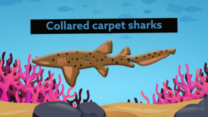 Spotted shark – sharksinfo.com