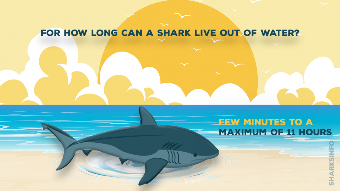 how-long-can-sharks-live-out-of-water-sharksinfo