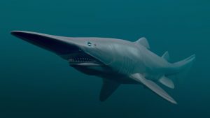 What Does Goblin Shark Eat? – sharksinfo.com