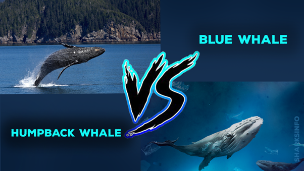 Humpback Whale Blue Whale Difference