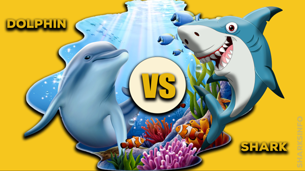 What Is The Difference Between A Dolphin And A Shark? – 
