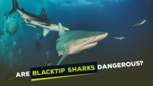 Are Blacktip Sharks Dangerous? - sharksinfo.com