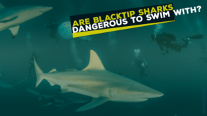 Are Blacktip Sharks Dangerous? - sharksinfo.com