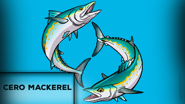 What Are The Different Types Of Mackerel?