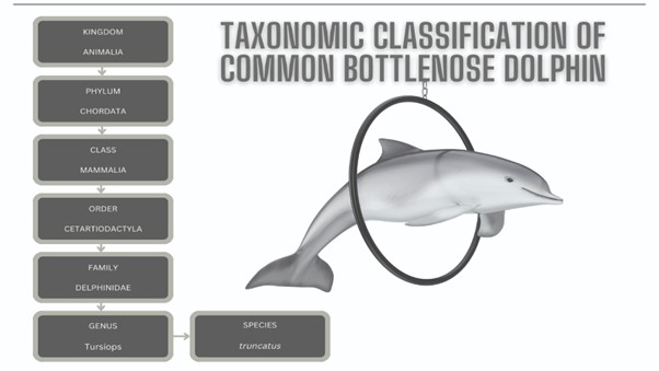 Common Bottlenose Dolphin | Facts - sharksinfo.com