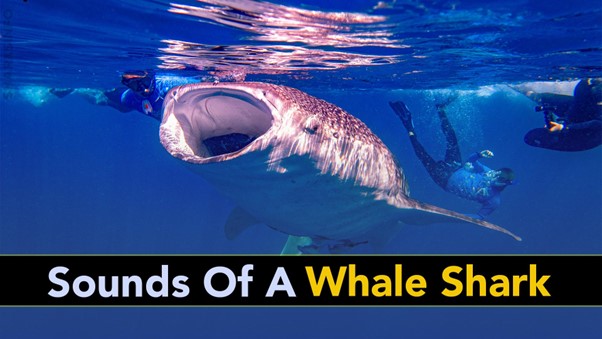 What sound does a shark make – sharksinfo.com