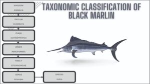 Black Marlin Facts & Information Guide – sharksinfo.com