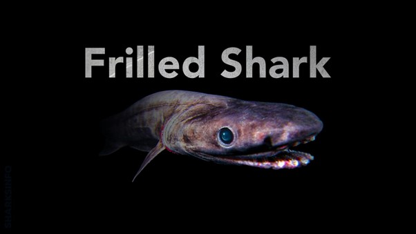 Frilled Shark Attack